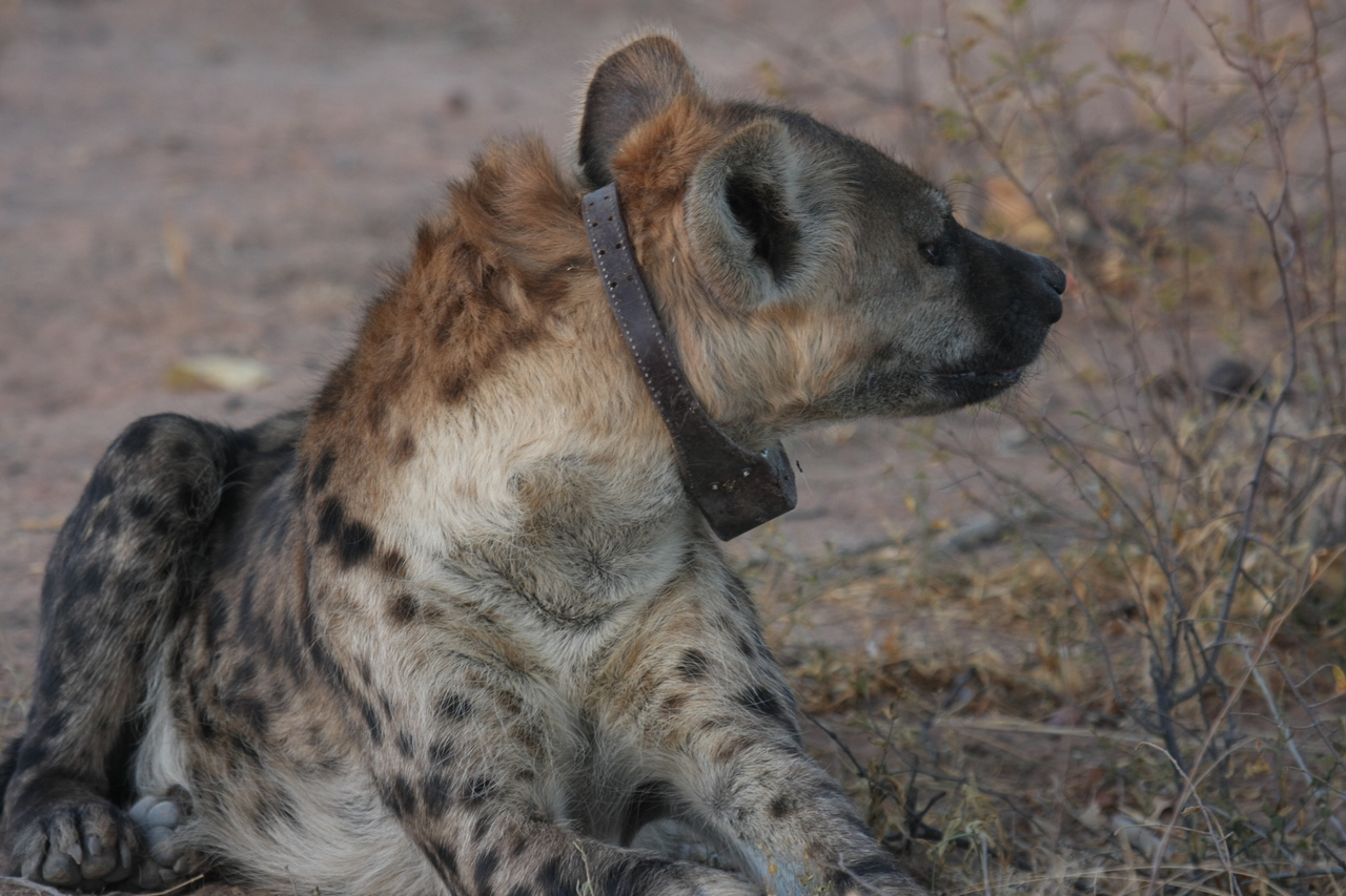 [3468] 2016_06_22_12_10_06_Africa_Canon_EOS_40D_IMG__00808.jpg
