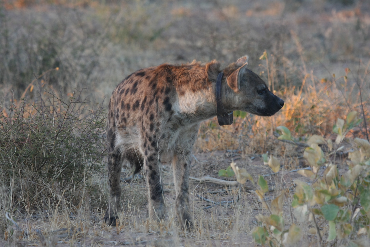 [3489] 2016_06_22_12_11_08_Africa_Canon_EOS_40D_IMG__08277.jpg