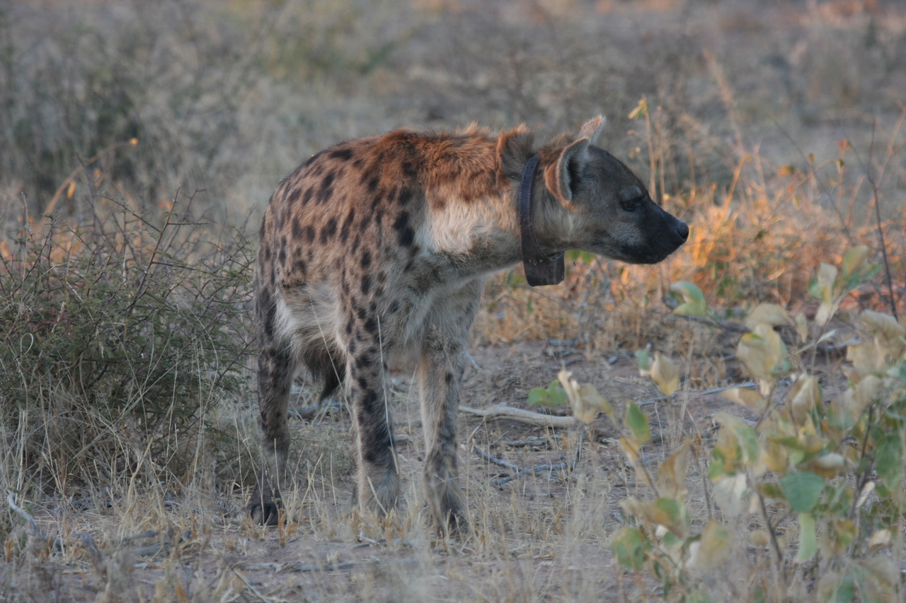 [3490] 2016_06_22_12_11_11_Africa_Canon_EOS_40D_IMG__00812.jpg