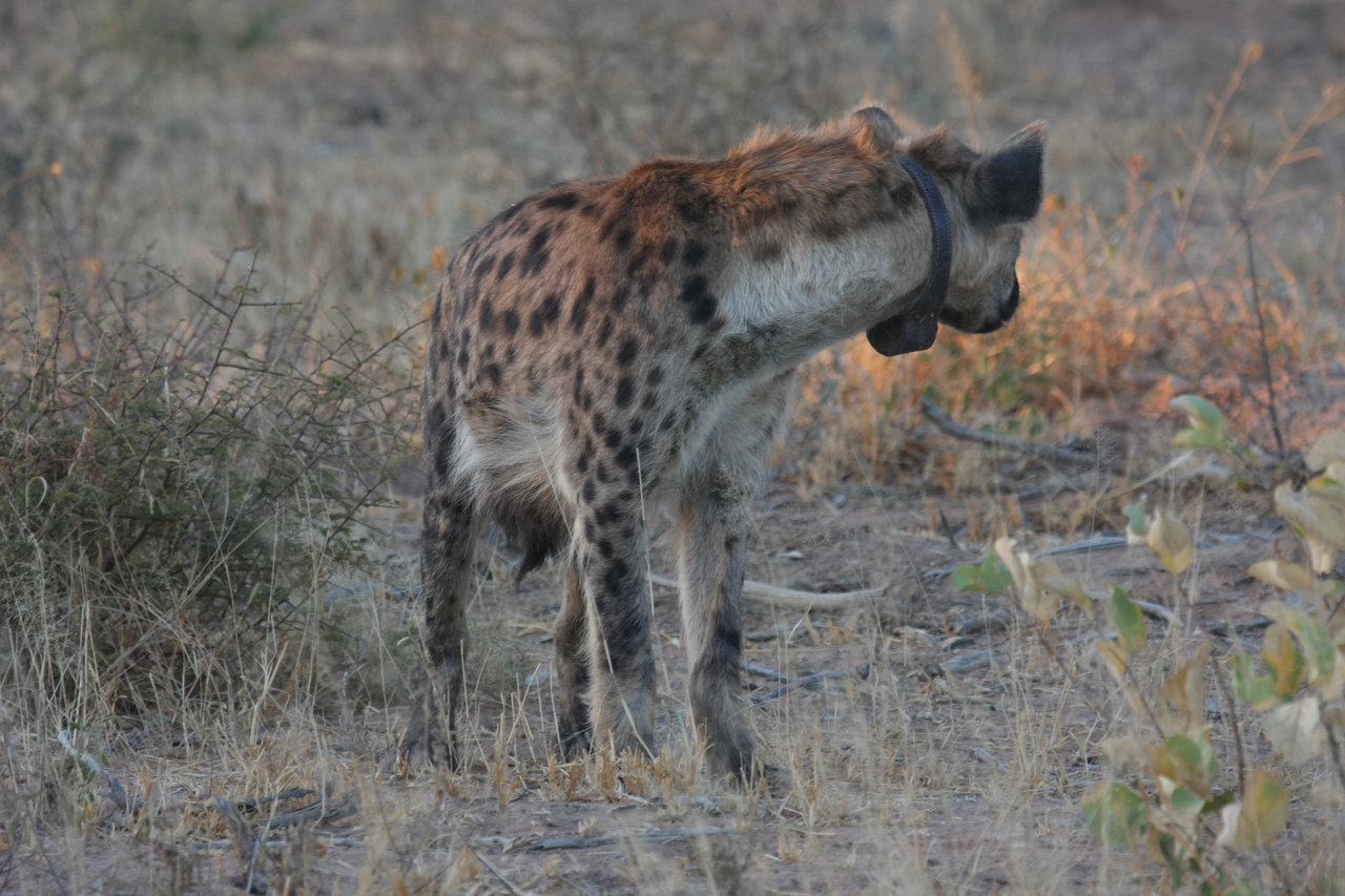 [3497] 2016_06_22_12_11_25_Africa_Canon_EOS_40D_IMG__08279.jpg