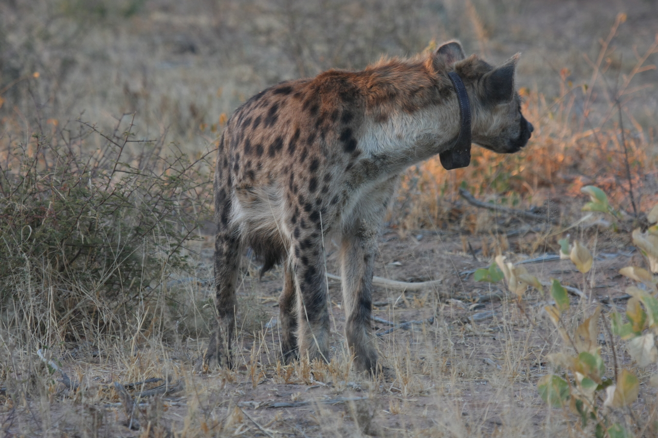[3498] 2016_06_22_12_11_25_Africa_Canon_EOS_40D_IMG__08280.jpg