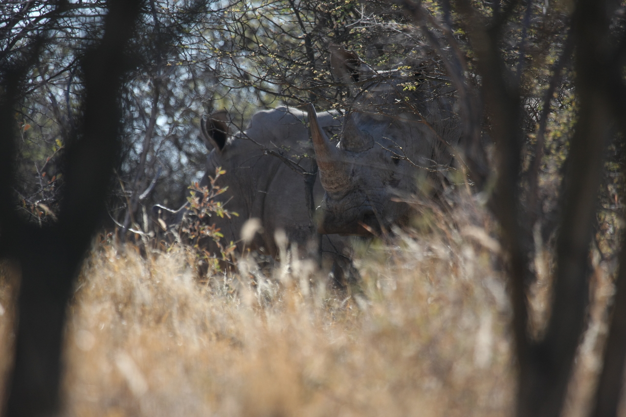 [4590] 2016_06_23_04_16_53_Africa_Canon_EOS_40D_IMG__08286.jpg