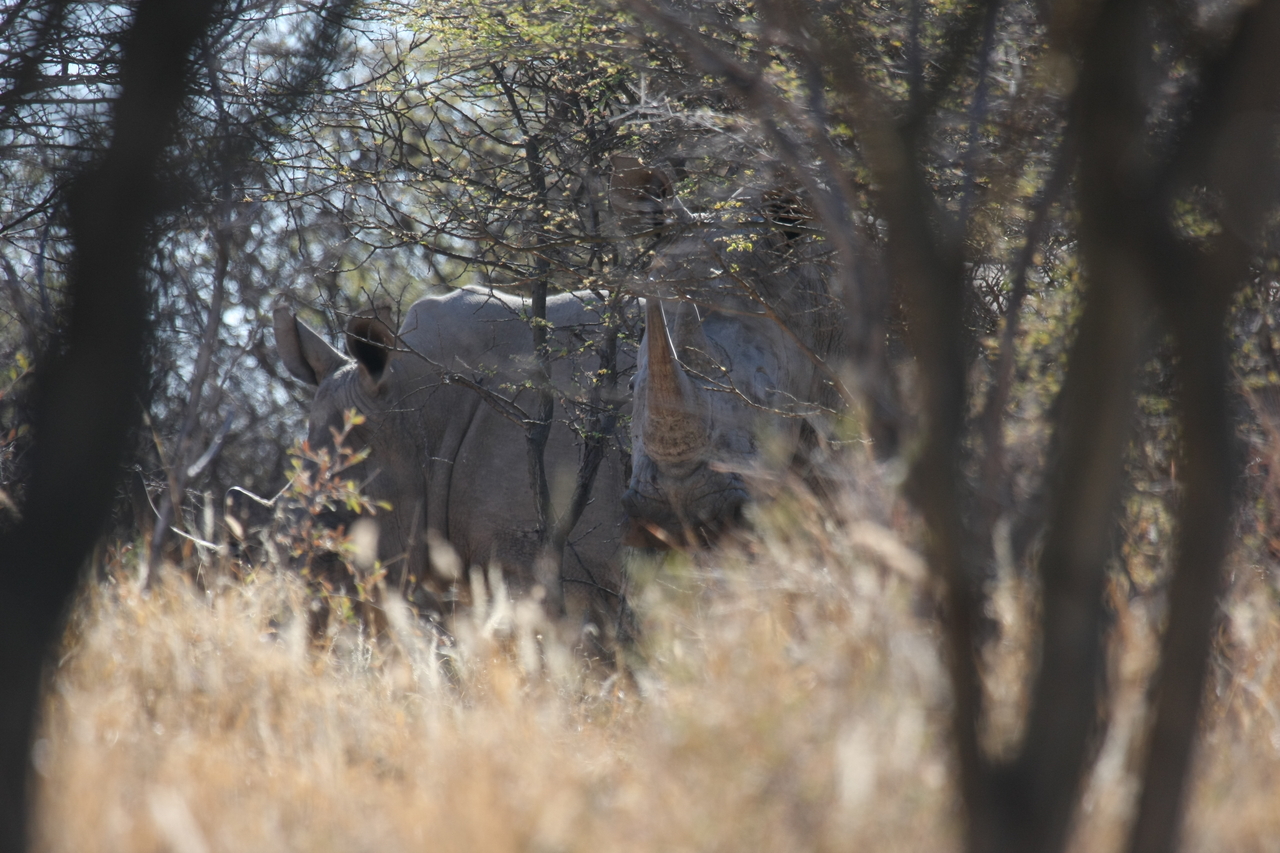 [4592] 2016_06_23_04_16_56_Africa_Canon_EOS_40D_IMG__00007.jpg
