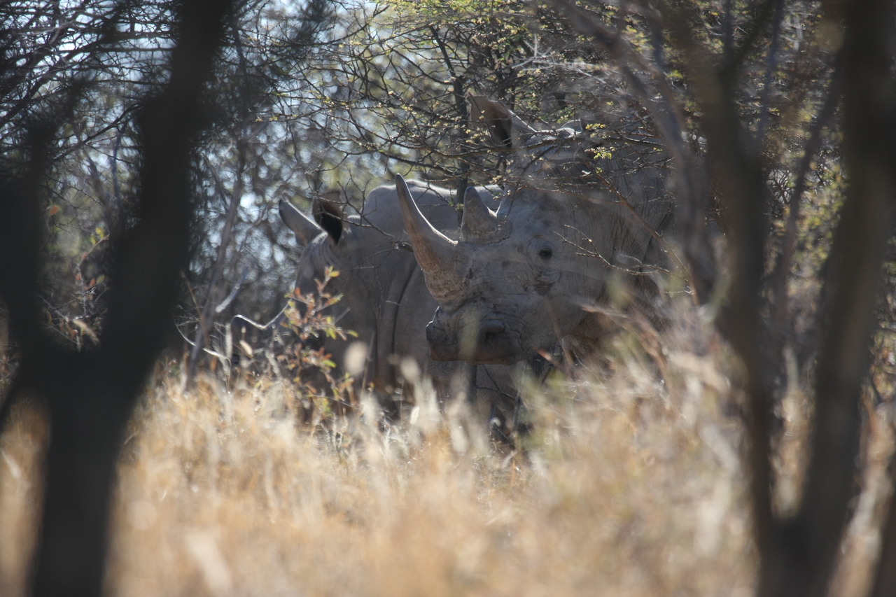 [4599] 2016_06_23_04_16_59_Africa_Canon_EOS_40D_IMG__00010.jpg