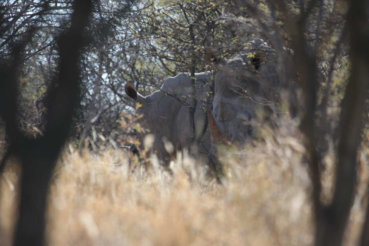 [4609] 2016_06_23_04_17_05_Africa_Canon_EOS_40D_IMG__00845.jpg