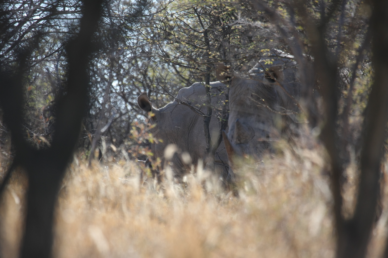 [4610] 2016_06_23_04_17_05_Africa_Canon_EOS_40D_IMG__00846.jpg