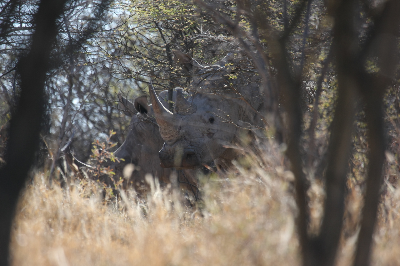 [4620] 2016_06_23_04_17_12_Africa_Canon_EOS_40D_IMG__08296.jpg