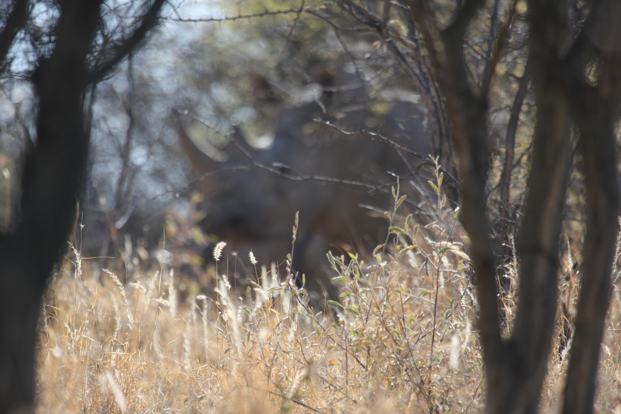 [4622] 2016_06_23_04_17_28_Africa_Canon_EOS_40D_IMG__00017.jpg