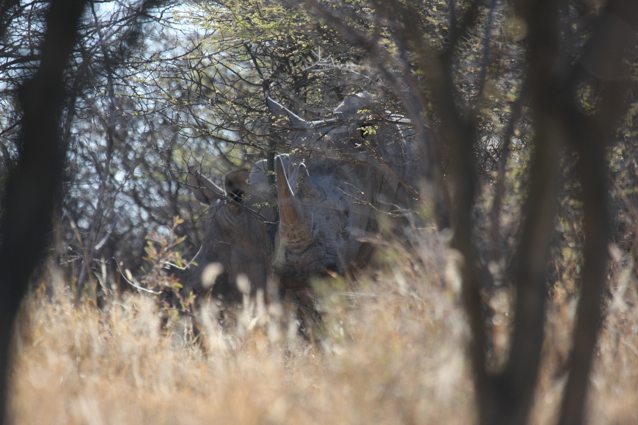 [4641] 2016_06_23_04_17_37_Africa_Canon_EOS_40D_IMG__08301.jpg
