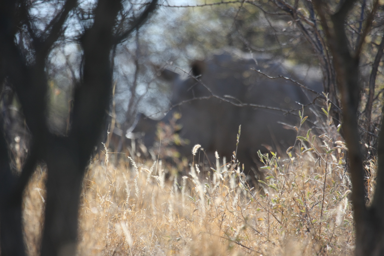 [4648] 2016_06_23_04_17_42_Africa_Canon_EOS_40D_IMG__00856.jpg