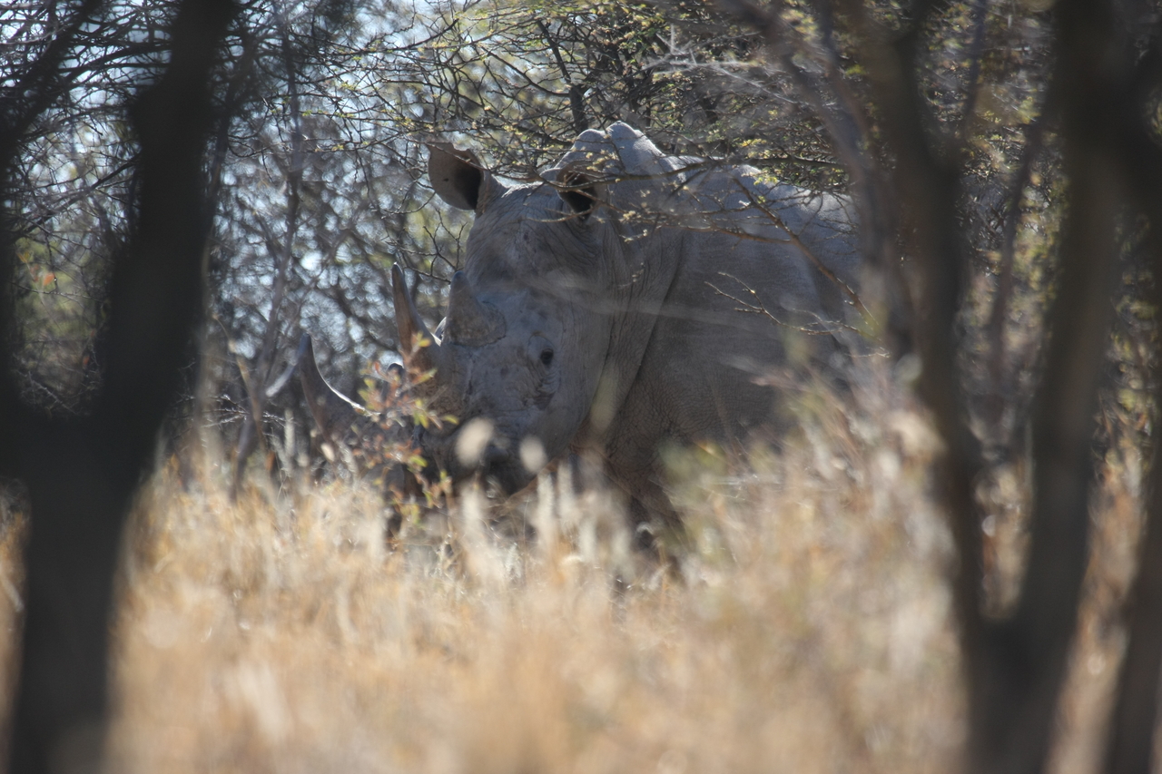 [4671] 2016_06_23_04_18_04_Africa_Canon_EOS_40D_IMG__08307.jpg