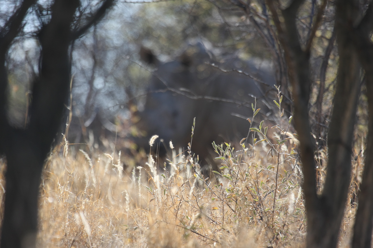 [4672] 2016_06_23_04_18_04_Africa_Canon_EOS_40D_IMG__08308.jpg