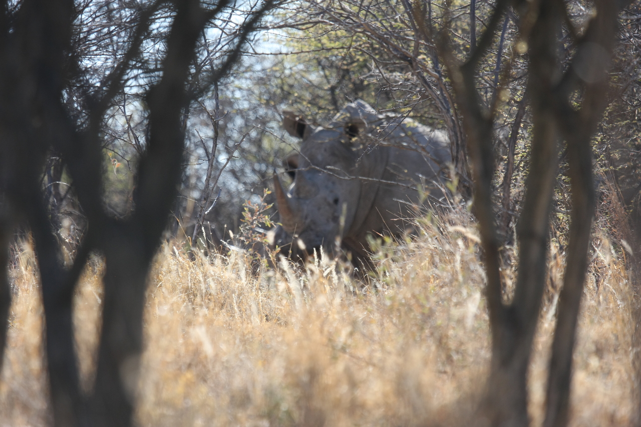 [4691] 2016_06_23_04_18_32_Africa_Canon_EOS_40D_IMG__00868.jpg