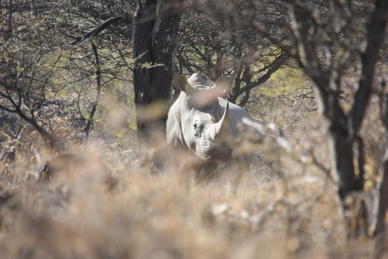 [4755] 2016_06_23_04_23_46_Africa_Canon_EOS_40D_IMG__08329.jpg