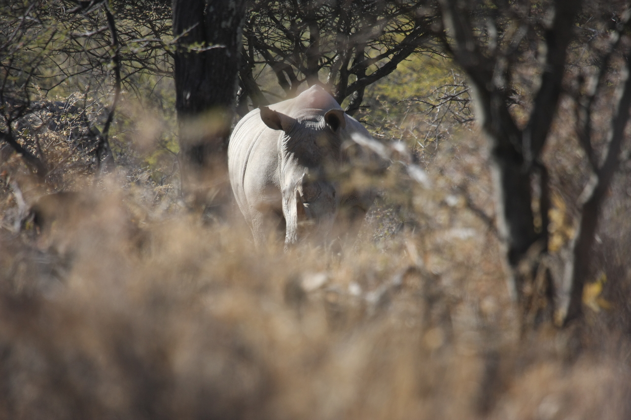 [4763] 2016_06_23_04_23_50_Africa_Canon_EOS_40D_IMG__00885.jpg