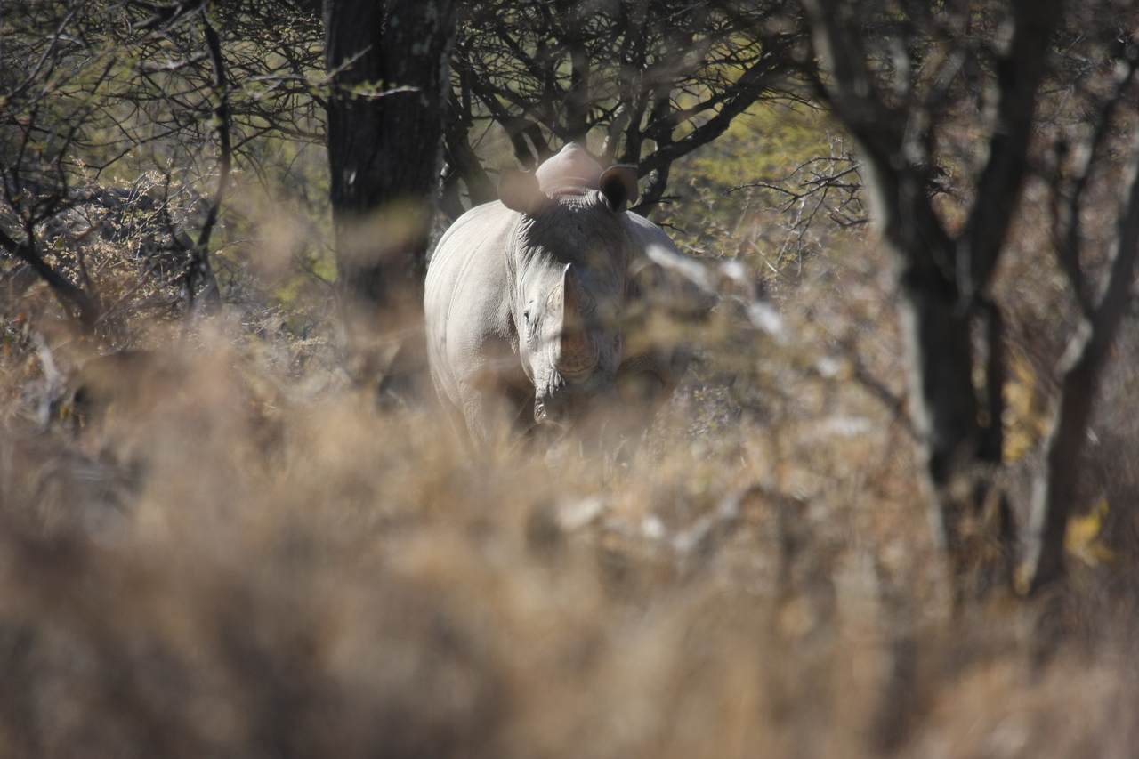 [4766] 2016_06_23_04_23_51_Africa_Canon_EOS_40D_IMG__00886.jpg