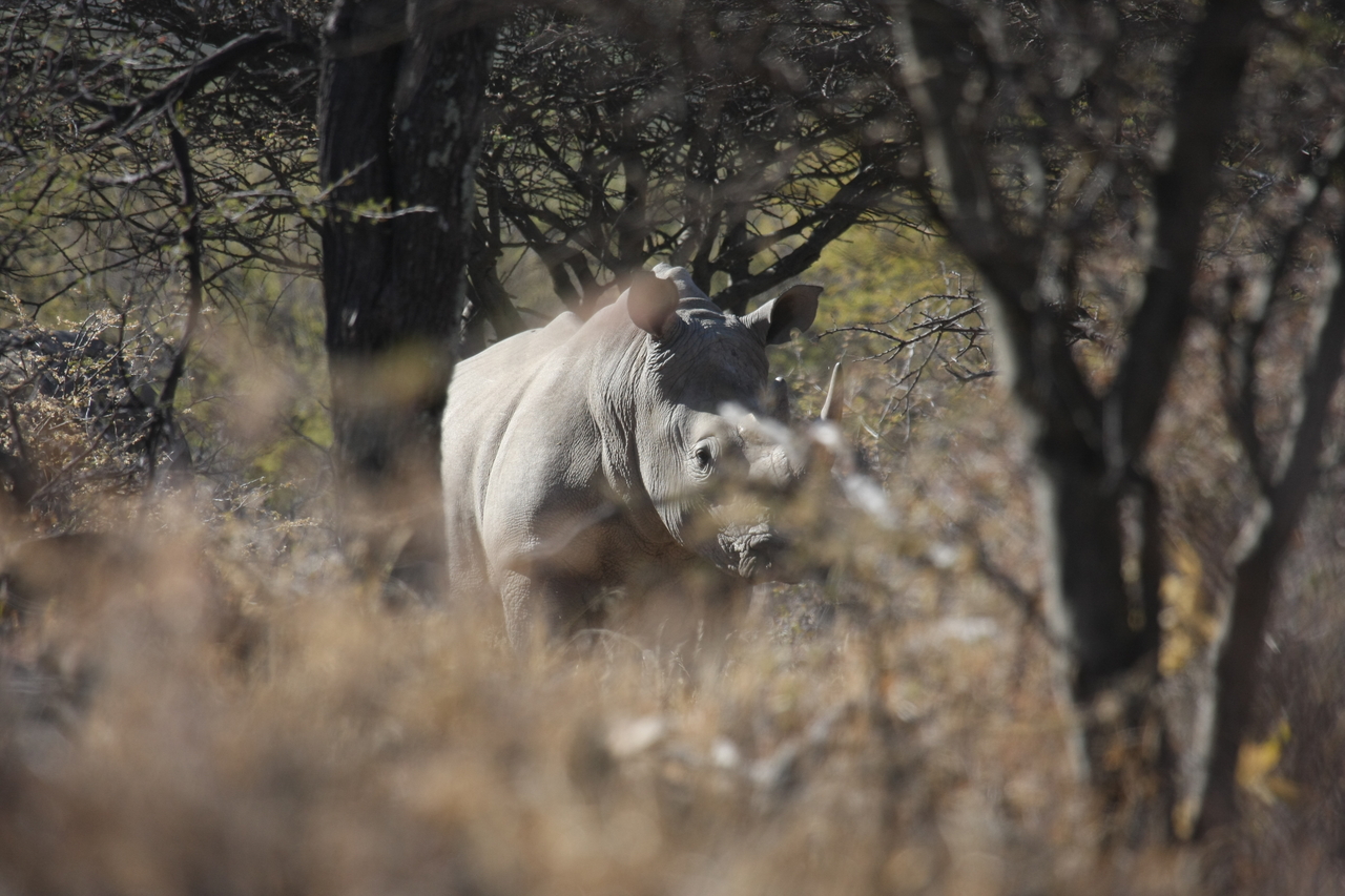 [4770] 2016_06_23_04_23_52_Africa_Canon_EOS_40D_IMG__08334.jpg