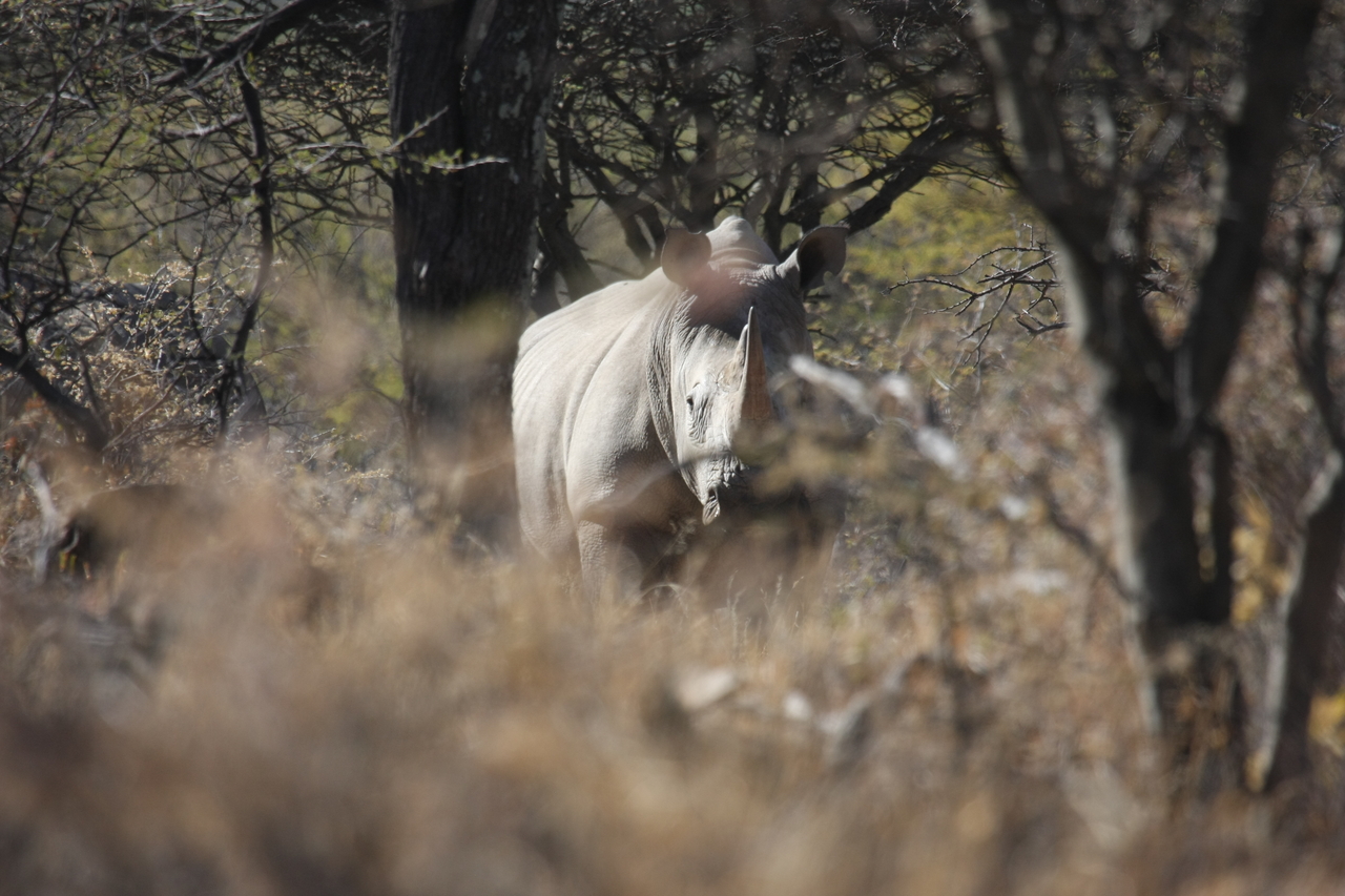 [4783] 2016_06_23_04_23_55_Africa_Canon_EOS_40D_IMG__08337.jpg