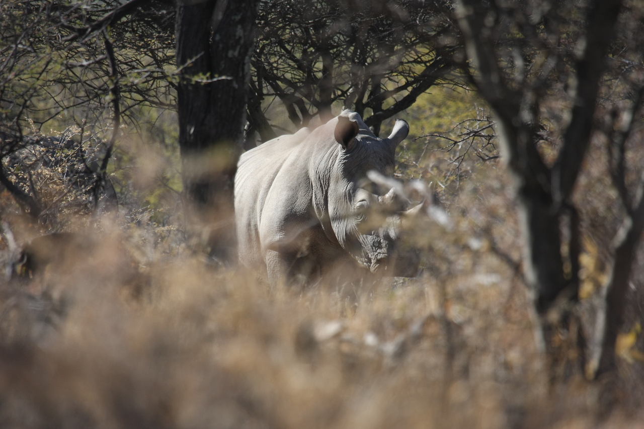 [4792] 2016_06_23_04_23_59_Africa_Canon_EOS_40D_IMG__08340.jpg