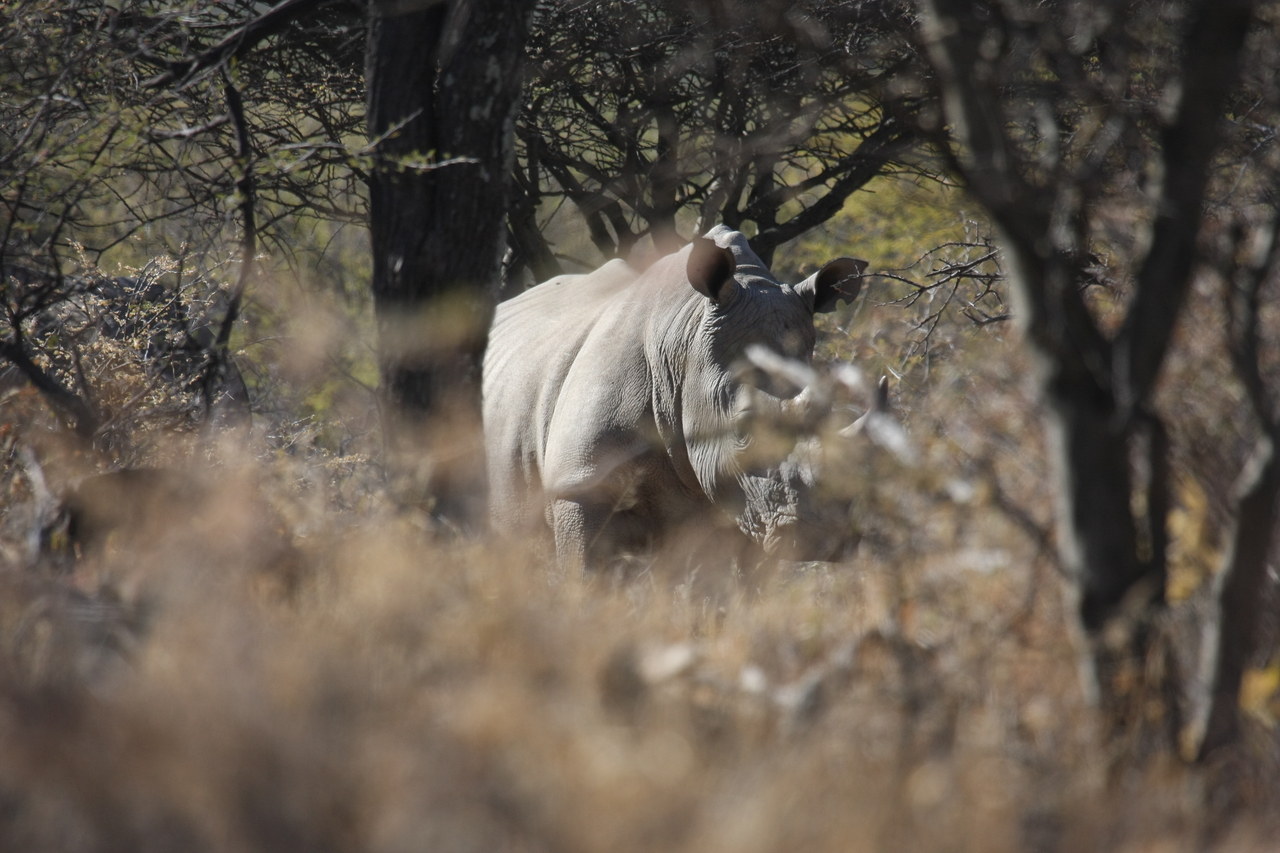 [4794] 2016_06_23_04_23_59_Africa_Canon_EOS_40D_IMG__08342.jpg