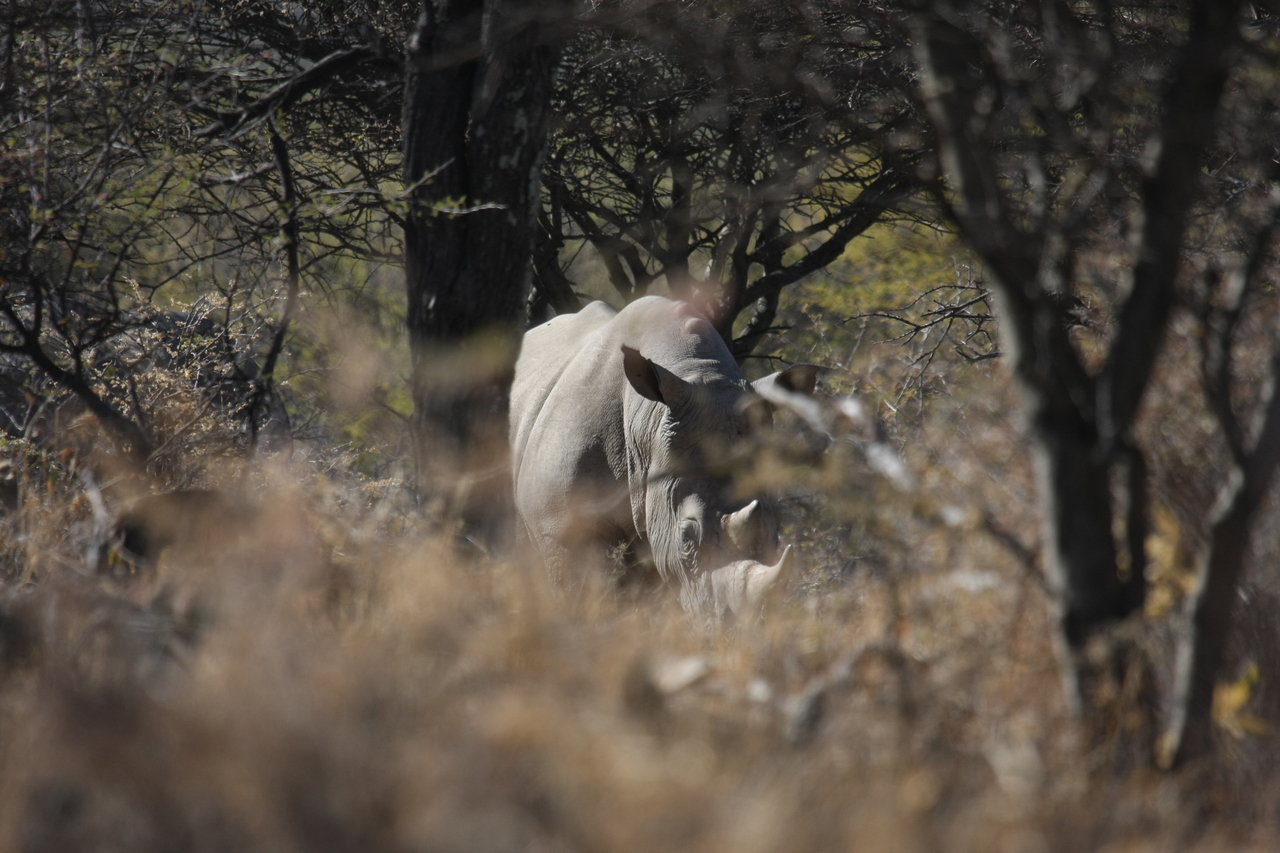 [4803] 2016_06_23_04_24_06_Africa_Canon_EOS_40D_IMG__08345.jpg