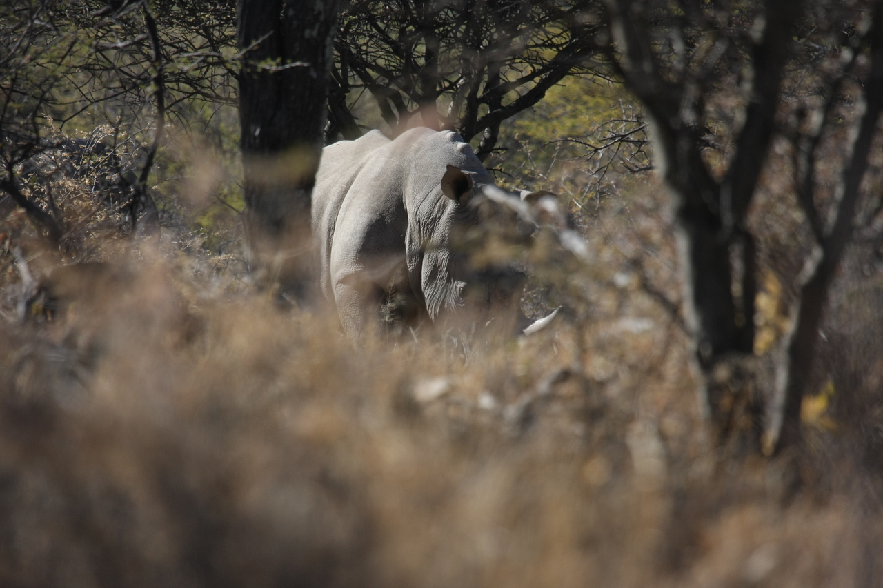 [4810] 2016_06_23_04_24_15_Africa_Canon_EOS_40D_IMG__00900.jpg