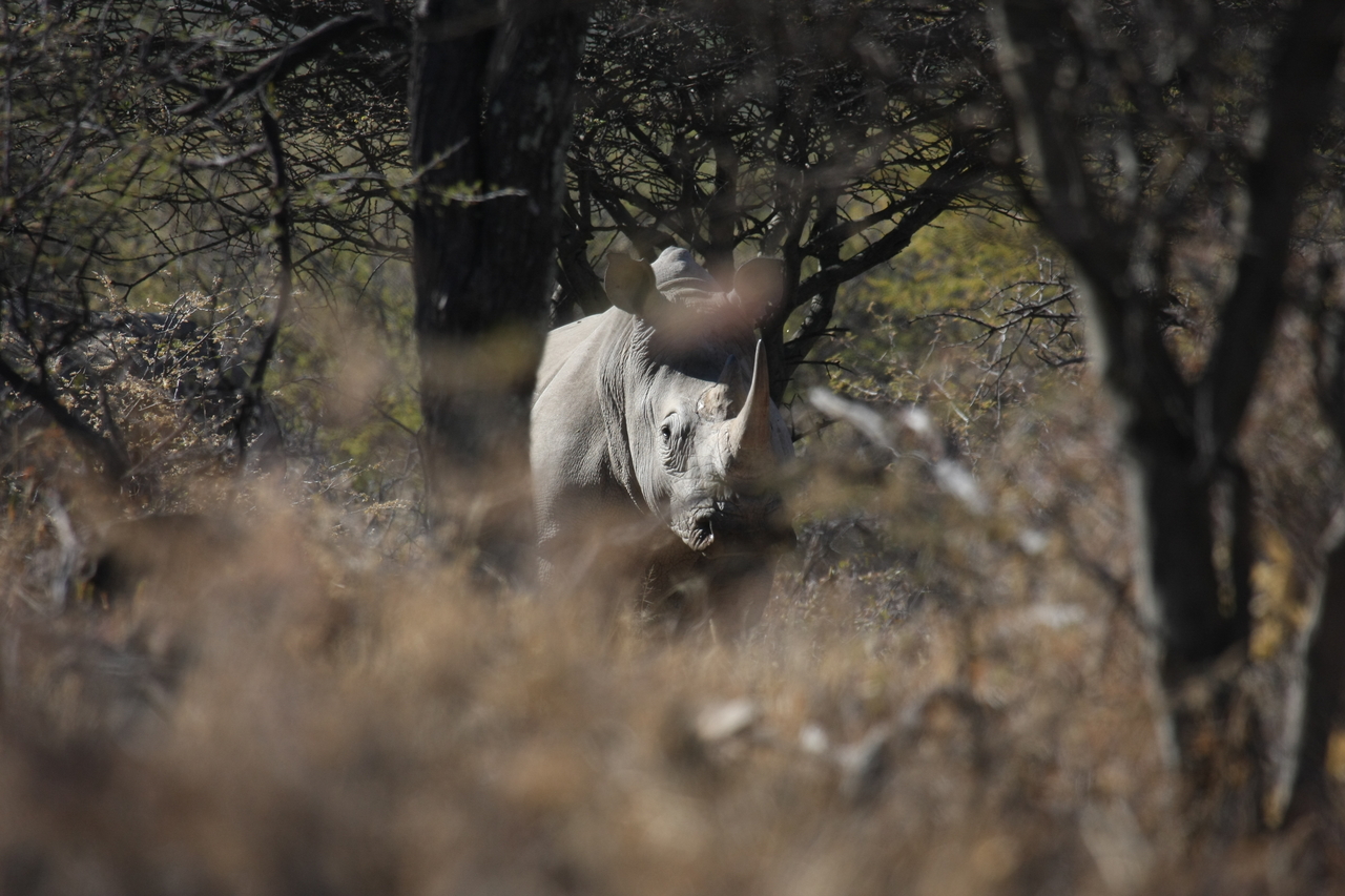 [4827] 2016_06_23_04_24_23_Africa_Canon_EOS_40D_IMG__00907.jpg