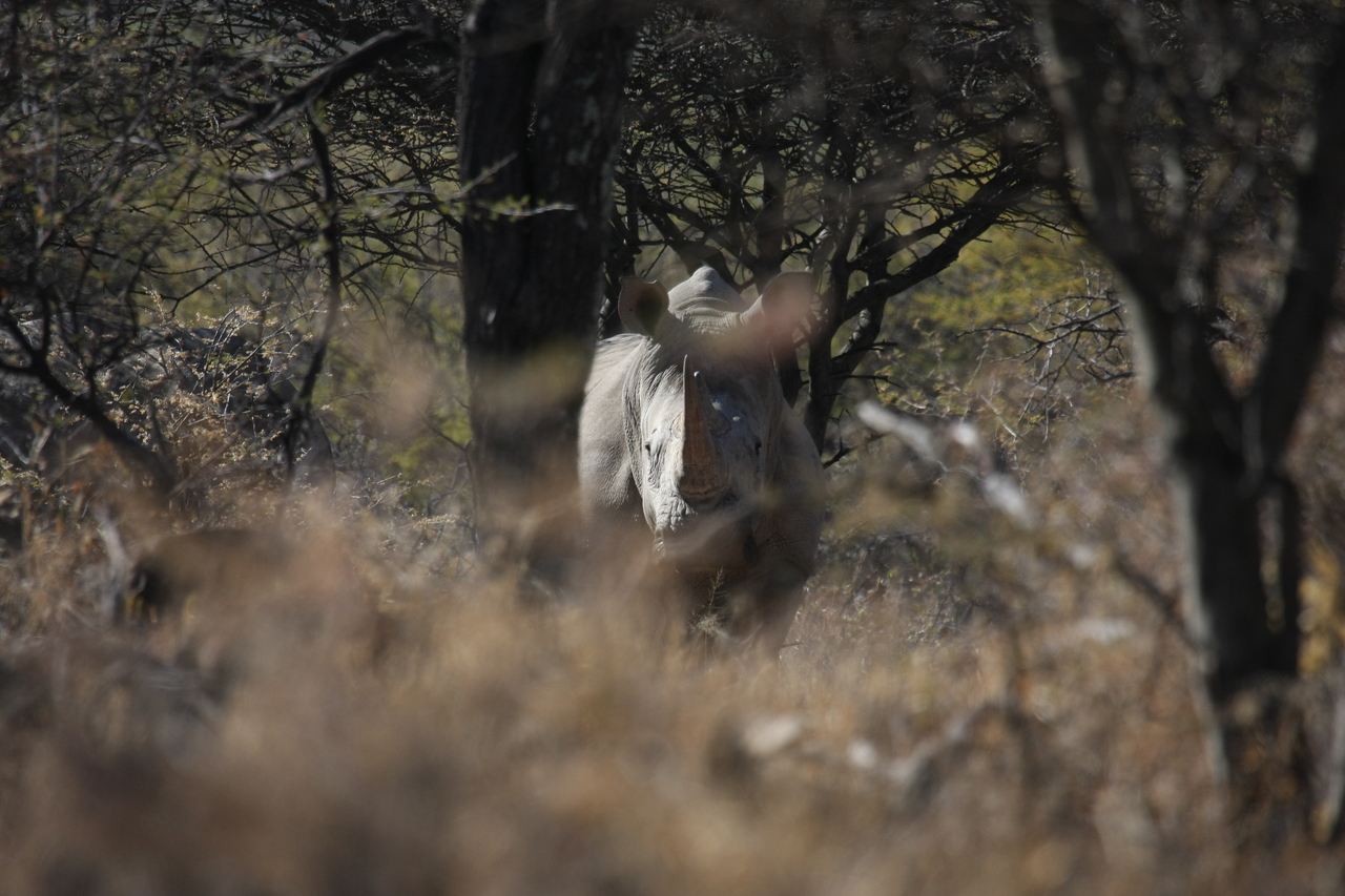 [4834] 2016_06_23_04_24_30_Africa_Canon_EOS_40D_IMG__00909.jpg