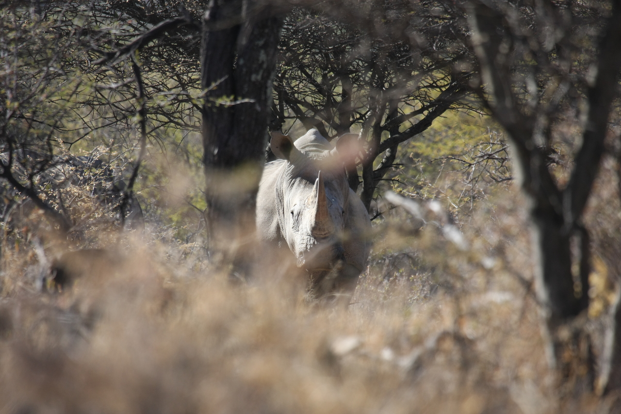 [4841] 2016_06_23_04_24_34_Africa_Canon_EOS_40D_IMG__00911.jpg