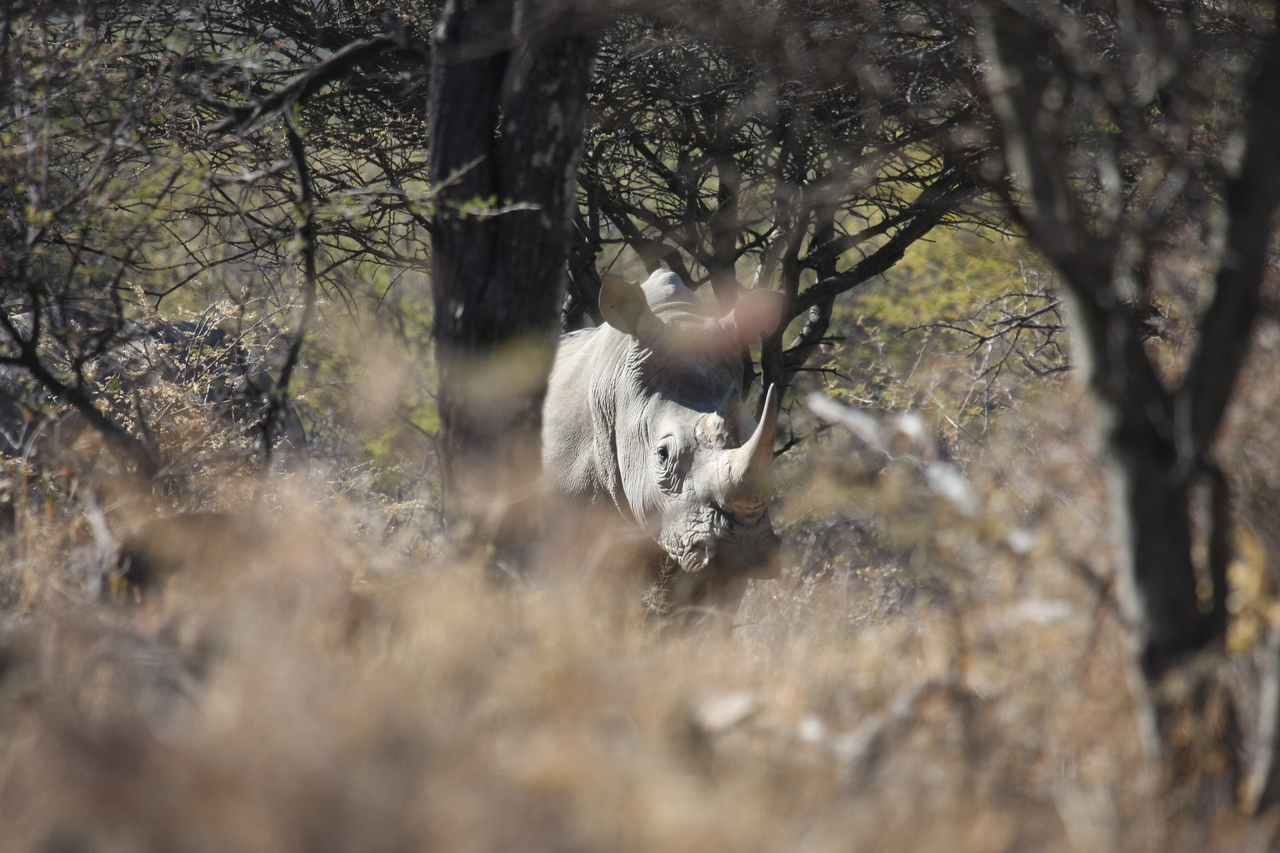 [4847] 2016_06_23_04_24_36_Africa_Canon_EOS_40D_IMG__00913.jpg