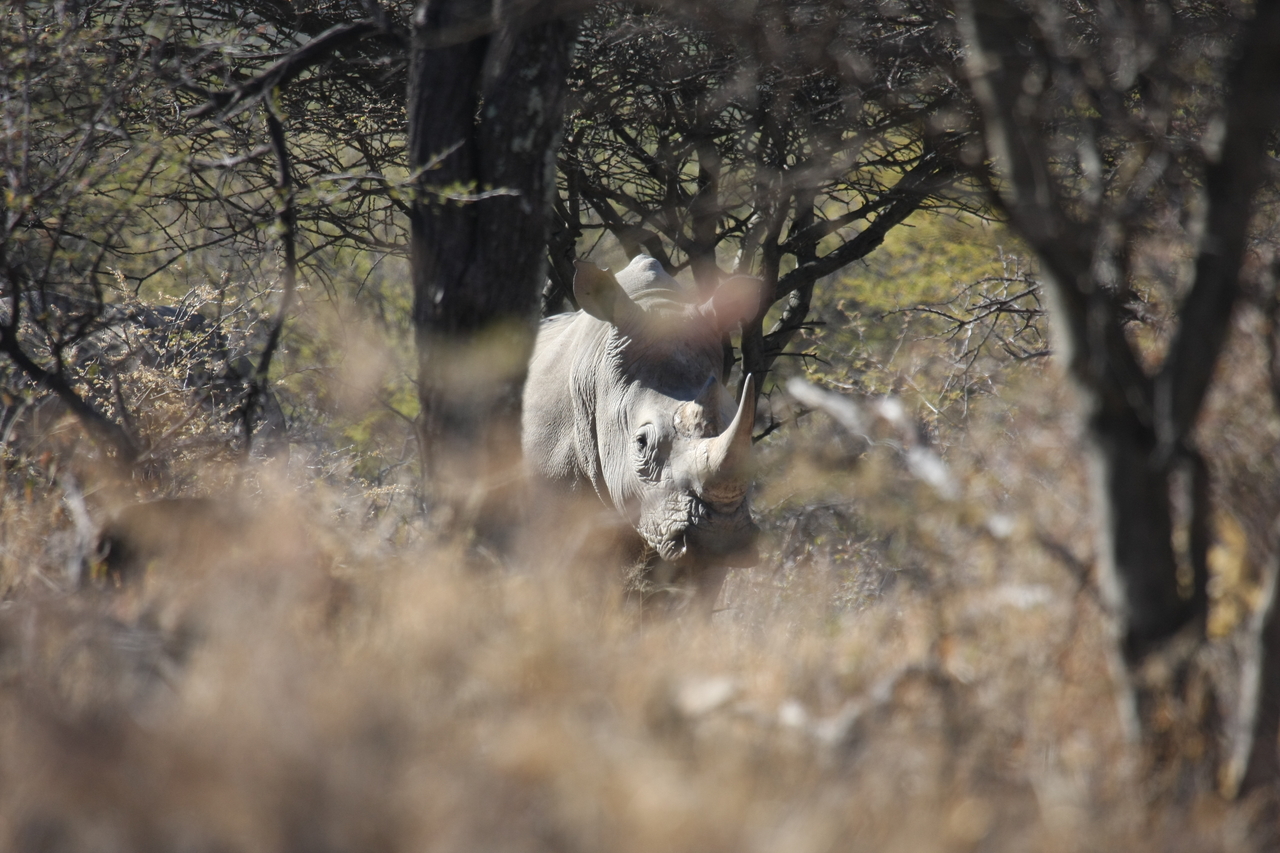 [4853] 2016_06_23_04_24_37_Africa_Canon_EOS_40D_IMG__00915.jpg