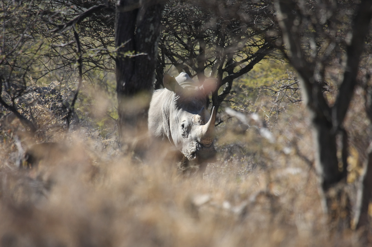 [4857] 2016_06_23_04_24_37_Africa_Canon_EOS_40D_IMG__08363.jpg