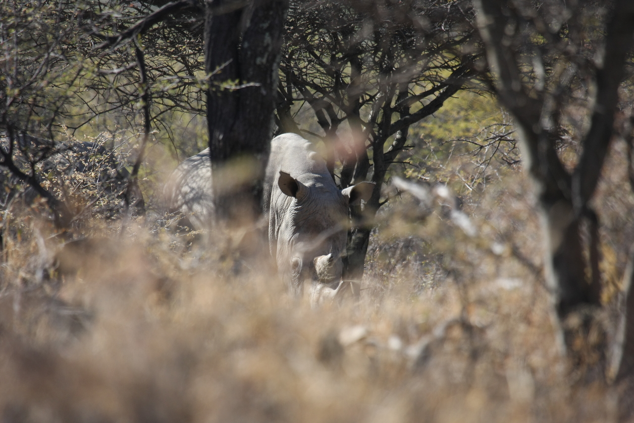 [4899] 2016_06_23_04_25_22_Africa_Canon_EOS_40D_IMG__00928.jpg