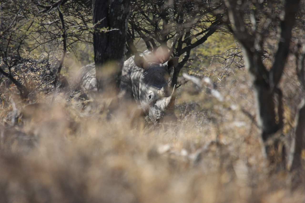 [4918] 2016_06_23_04_26_16_Africa_Canon_EOS_40D_IMG__00101.jpg