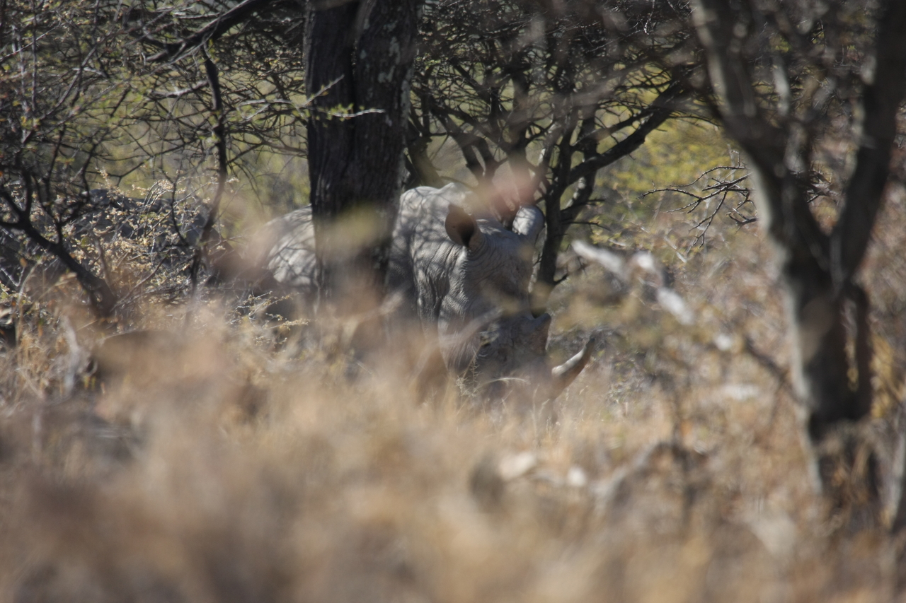 [4927] 2016_06_23_04_26_23_Africa_Canon_EOS_40D_IMG__00104.jpg