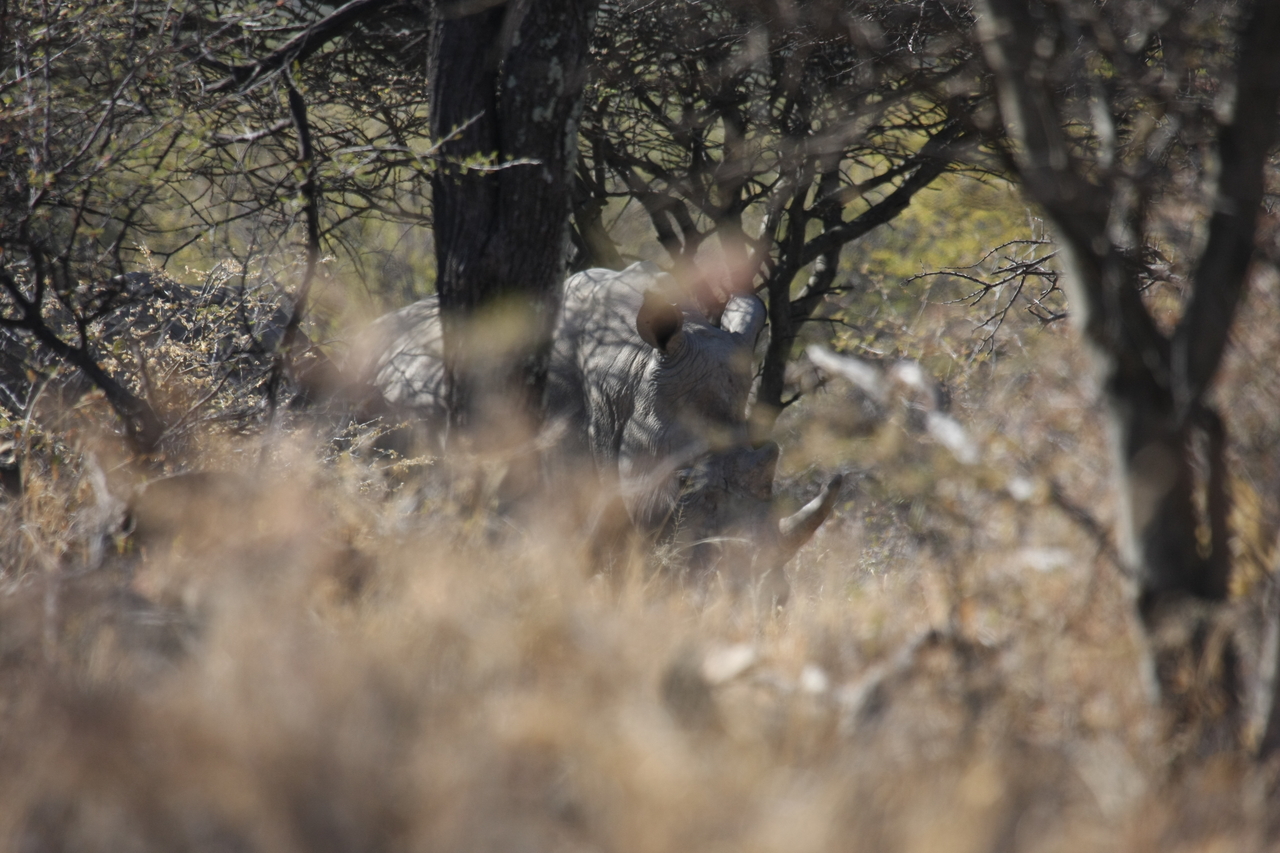 [4930] 2016_06_23_04_26_23_Africa_Canon_EOS_40D_IMG__08384.jpg