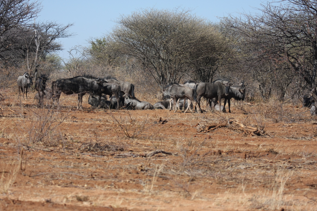 [4981] 2016_06_23_04_51_51_Africa_Canon_EOS_40D_IMG__00116.jpg