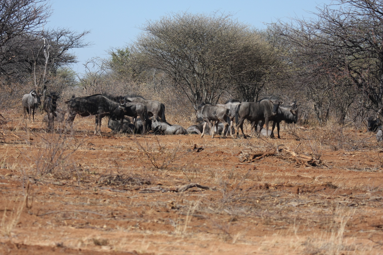 [4982] 2016_06_23_04_51_51_Africa_Canon_EOS_40D_IMG__00117.jpg