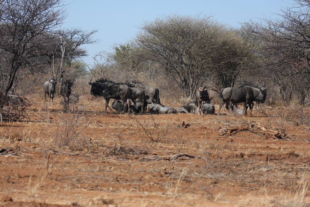 [4993] 2016_06_23_04_51_56_Africa_Canon_EOS_40D_IMG__00954.jpg