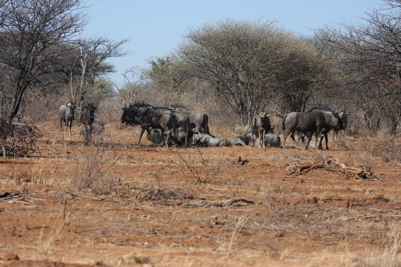 [4994] 2016_06_23_04_51_56_Africa_Canon_EOS_40D_IMG__08400.jpg