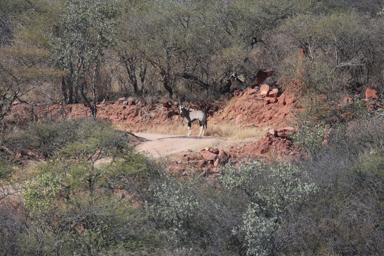 [5018] 2016_06_23_05_23_35_Africa_Canon_EOS_40D_IMG__00123.jpg