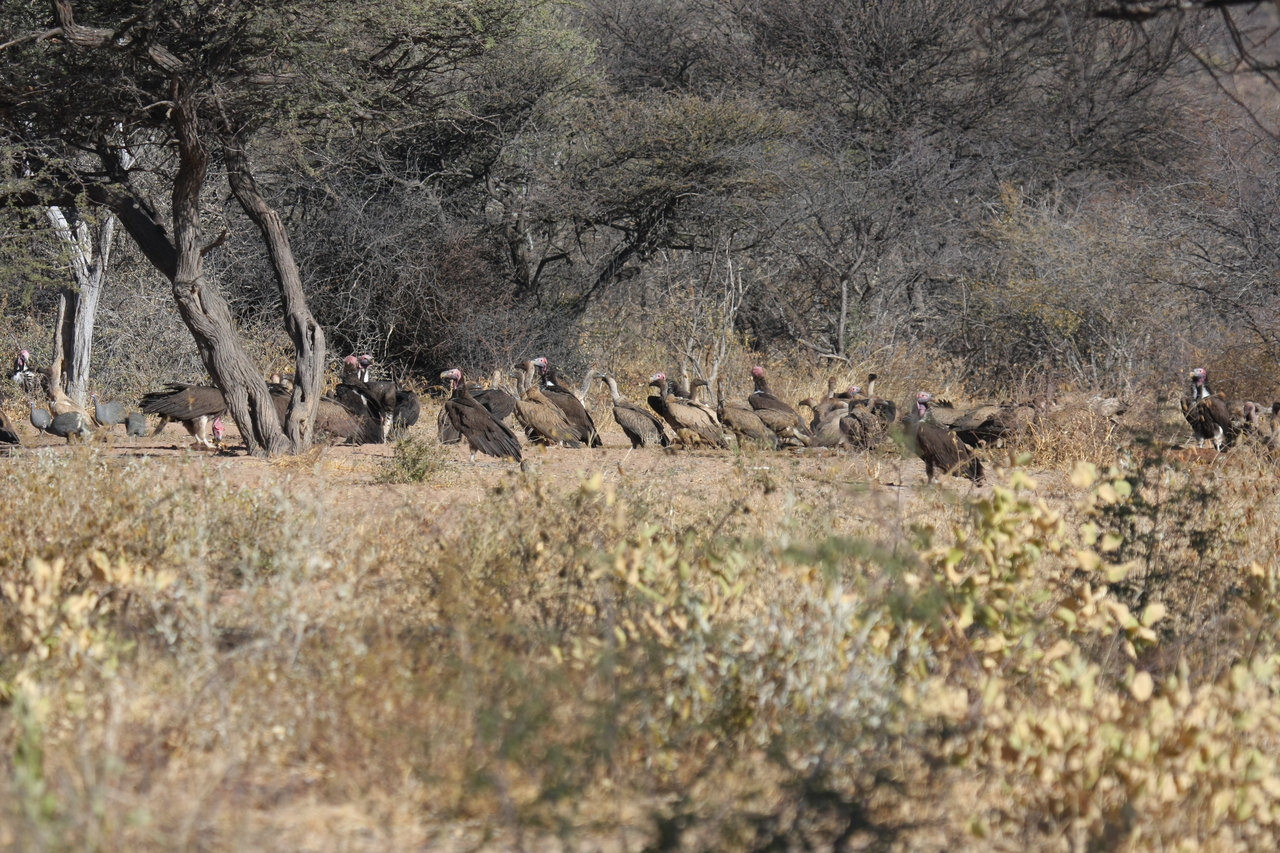 [5388] 2016_06_23_09_58_51_Africa_Canon_EOS_40D_IMG__00964.jpg