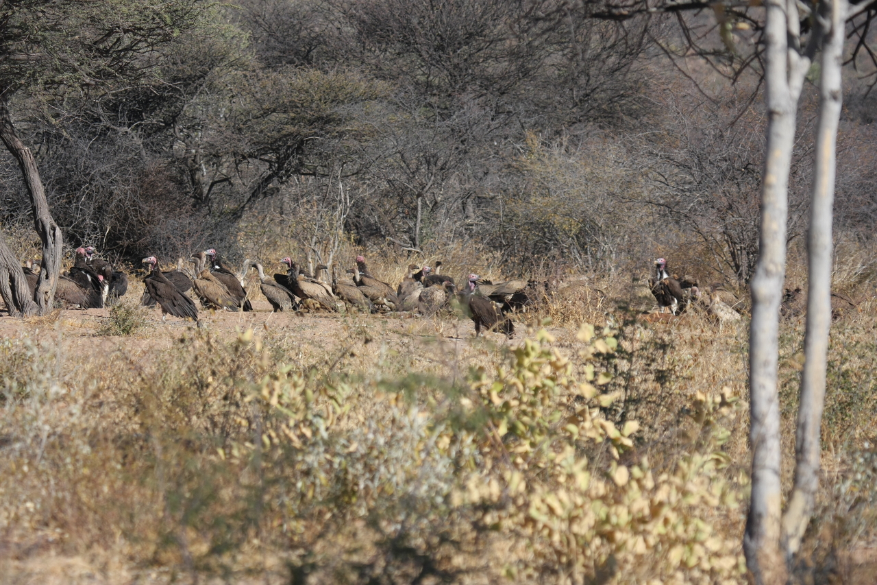 [5392] 2016_06_23_09_58_51_Africa_Canon_EOS_40D_IMG__08412.jpg