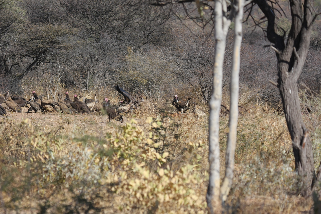 [5393] 2016_06_23_09_58_54_Africa_Canon_EOS_40D_IMG__00132.jpg