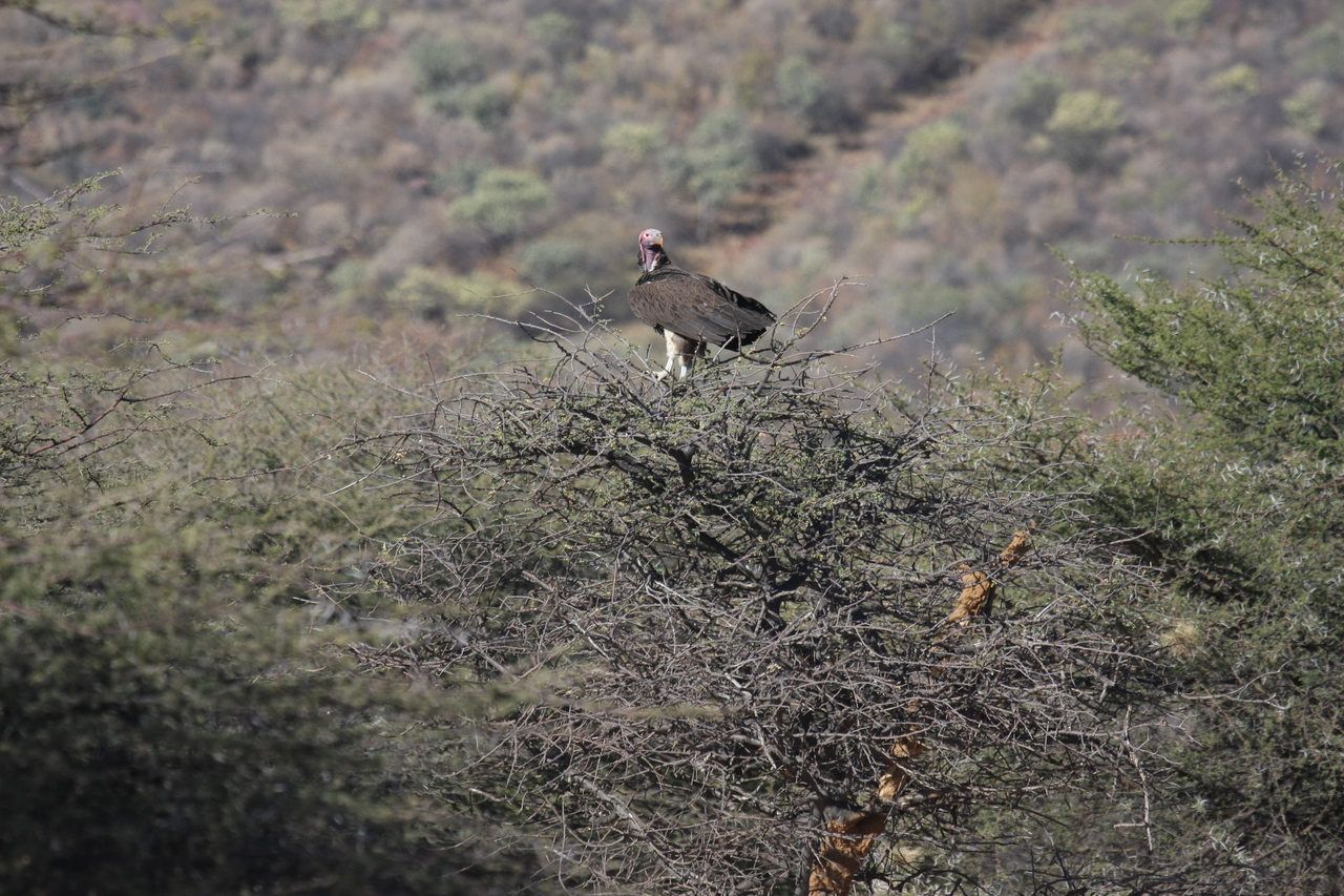 [5403] 2016_06_23_09_59_14_Africa_Canon_EOS_40D_IMG__08415.jpg