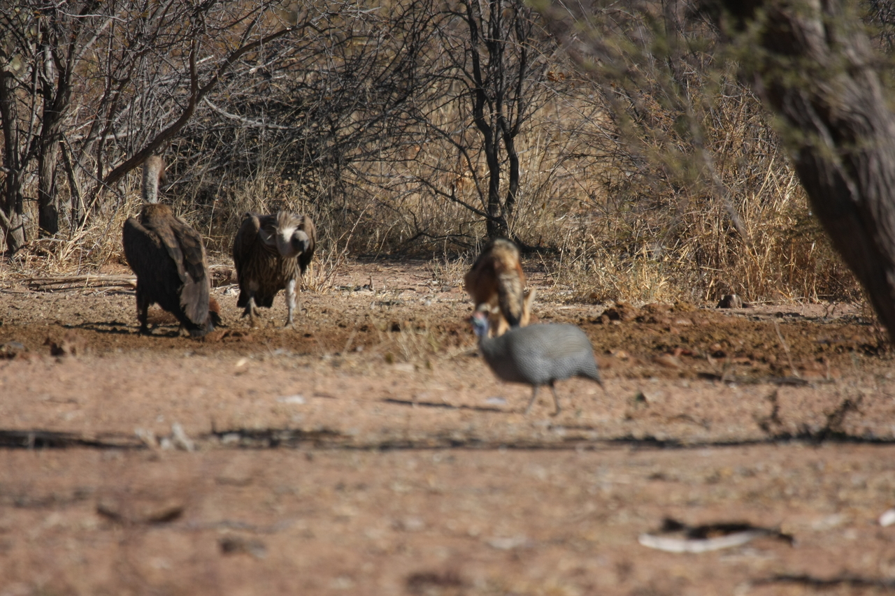 [5462] 2016_06_23_10_03_39_Africa_Canon_EOS_40D_IMG__08434.jpg