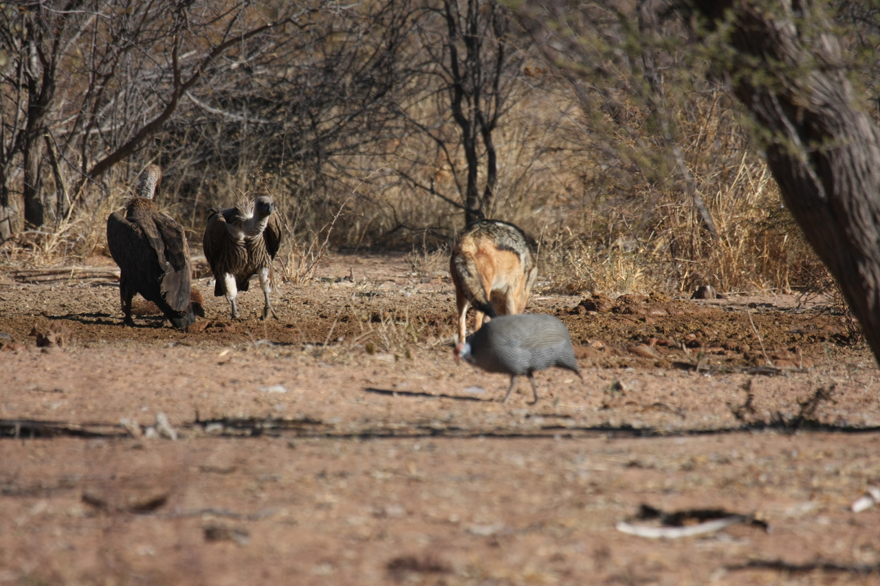 [5463] 2016_06_23_10_03_39_Africa_Canon_EOS_40D_IMG__08435.jpg