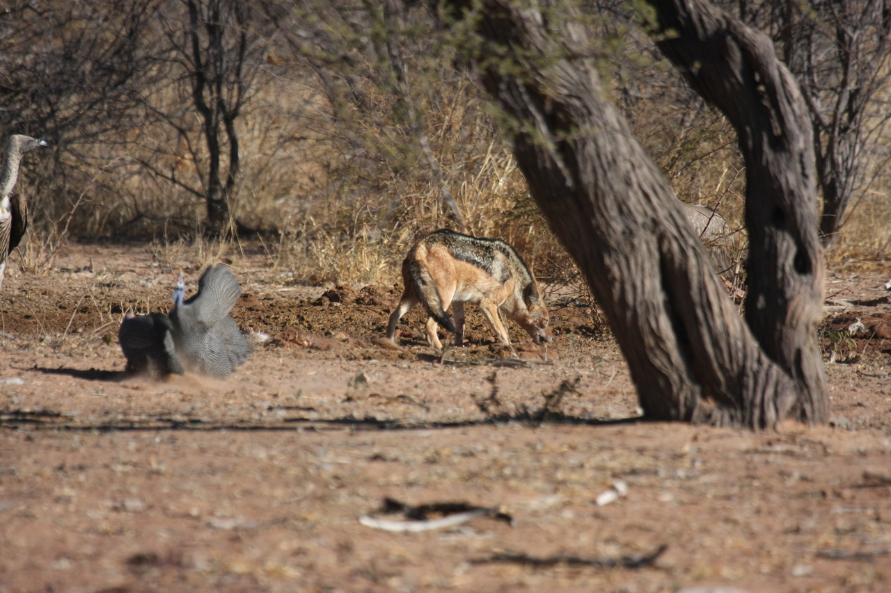 [5467] 2016_06_23_10_03_42_Africa_Canon_EOS_40D_IMG__08437.jpg