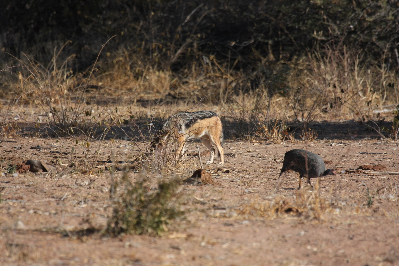 [5483] 2016_06_23_10_04_11_Africa_Canon_EOS_40D_IMG__08441.jpg