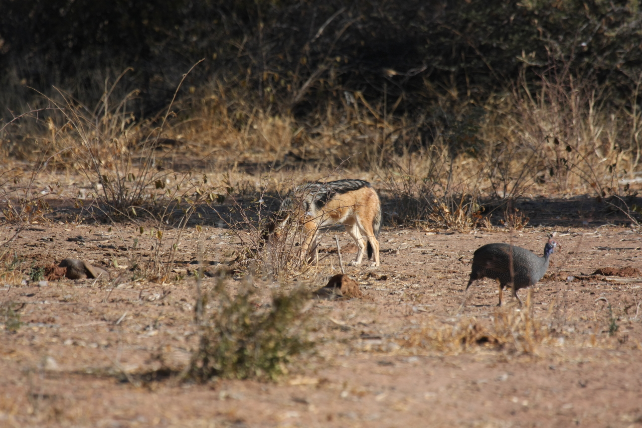 [5485] 2016_06_23_10_04_11_Africa_Canon_EOS_40D_IMG__08443.jpg